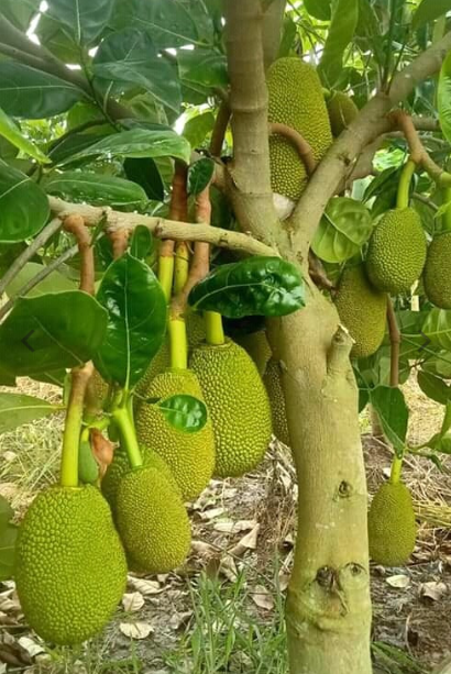 Mít Thái đang lớn trên cây trong vườn